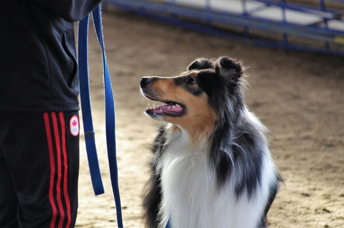 Sheetland sheepdog by person